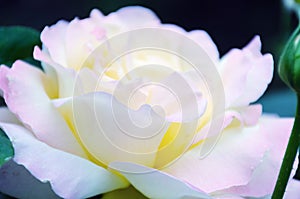 Image with shallow depth of focus - blooming pink rose, gentle petals close up.