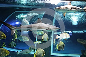 image of shark in aquarium with other fish especies