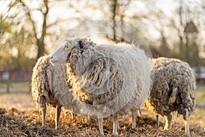 Image of sheep on the coutry side farm during sunset