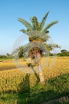 Image of a short size dates tree standing inside a vast paddy field