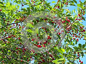 The image showcases an abundance of cherries on tree branches, highlighted by the contrasting green leaves, indicating ripeness