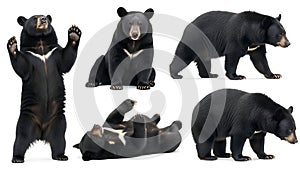 Various postures of a black bear