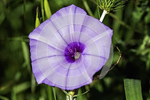 Vivid Purple Convolvulus Bloom in Detail photo