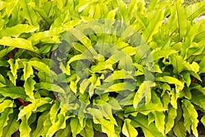 lush green foliage of philodendron erubescens photo