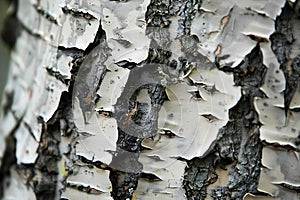 Close-up View of Peeling Birch Tree Bark Texture photo