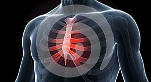 Sternum and Ribcage Anatomy photo