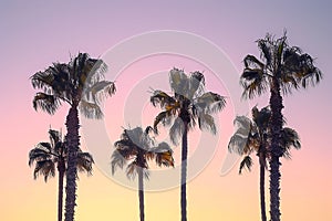 Silhouetted Palm Trees at Sunset, Vibrant Sky photo