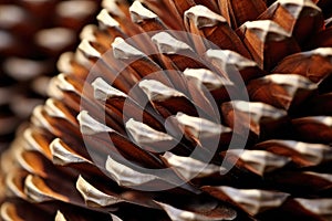 This image showcases the intricate and delicate structure of a pine cone up close, highlighting its fascinating natural design,