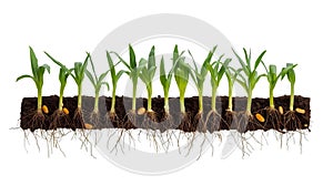 Corn Seedlings with Visible Roots and Seeds on Black Background