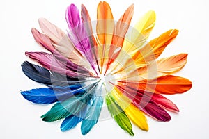 Vibrant Circular Feather Arrangement