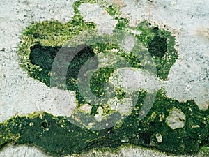 Moss and Algae Growth on Surface