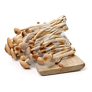 An image showing some oriental willow mushrooms, or brown tea tree mushrooms. Popularly used in chinese