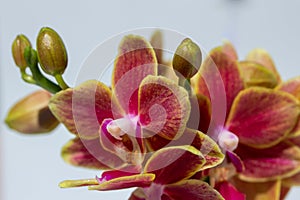 Pink and yellow miniature moth orchid blooms with white background