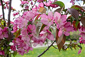 Abstract texture background view of beautiful deep pink apple tree blossoms