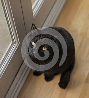 Gatito, the black cat, looking up. photo