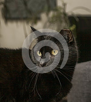Gatito, the black cat, focus on the face. photo