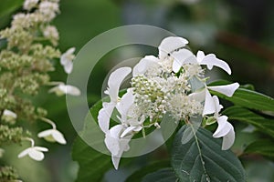 Blooming panicle hydrangea closeup against blurred background