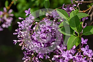 Macro texture view of blooming Chinese lilac flowers