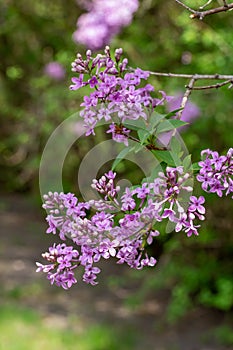 Macro texture view of blooming Chinese lilac flowers