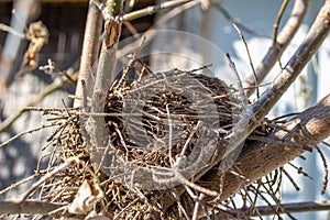 Empty bird's nest in a tree