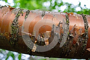 Close up view of the copper red bark on an Amur cherry tree