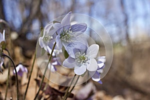 Close up view of attractive pink anemone wildflowers hepatica