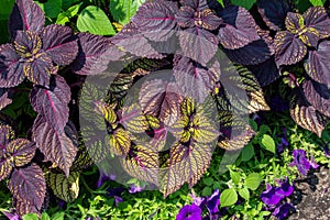 Purple and yellow coleus plants in a sunny garden photo