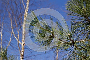 Close up view of a long needled pine tree with blue sky background photo