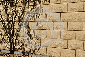 Beige stone wall texture with tree shadows