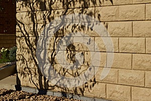 Beige stone wall texture with tree shadows