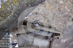 Close up view of a blue nuthatch perched on a rustic bird feeder