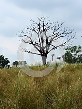 old dead tree in a field of tall grass