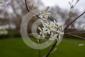 Serviceberry tree abstract texture background photo