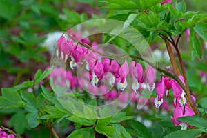 Pink bleeding heart flowers in an ornamental garden