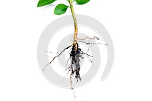 Image shows in detail the root system of a plant isolated on white background (Root photo