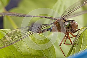 Libélula de cerca comer una carta 