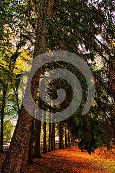 The image shows a forest path covered in fallen leaves, surrounded by tall trees with green and brown foliage, illuminated by soft