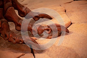 Fossilized Dinosaur Claws: Detail of Sharp Talons in a Prehistoric Exhibit