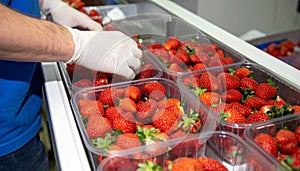 Worker's Gloved Hands Placing Strawberries into Packs