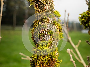 Hollyhock rust, Puccinia malvacearum, pustules on the flower bud