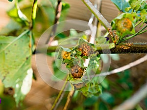 Hollyhock rust, Puccinia malvacearum, pustules on the flower bud