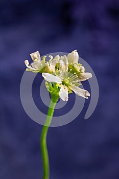Venus flytrap flower in bloom