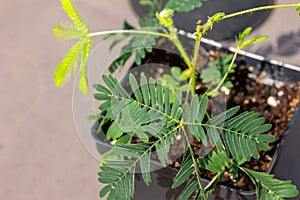 Macro view of leaves on a Sensitive plant