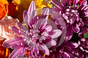 Macro view of pink aster flower blossoms photo