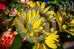 Macro view of yellow aster flower blossoms photo