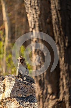 A monkey sitting on a rock, with a tree trunk in the foreground