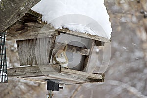 Red squirrel sitting at a rustic bird feeder during a blizzard