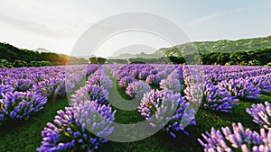 Image shows a rich lavender field in Provence, France, with a lone tree in the background. 3d rendering