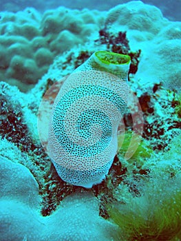 Image of seasquirt tunicate in Indonesia