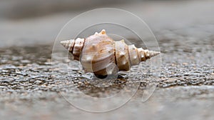 A single seashell with a spiral pattern rests on a wet surface.